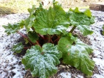 Frosted rhubarb
