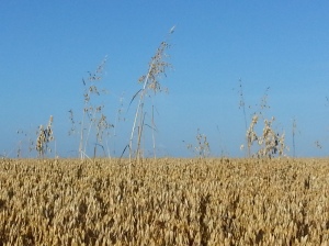 Are wild oats ever not sown?